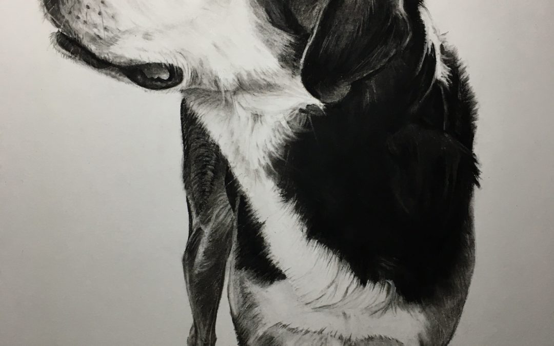 Portraits Hunde | 04