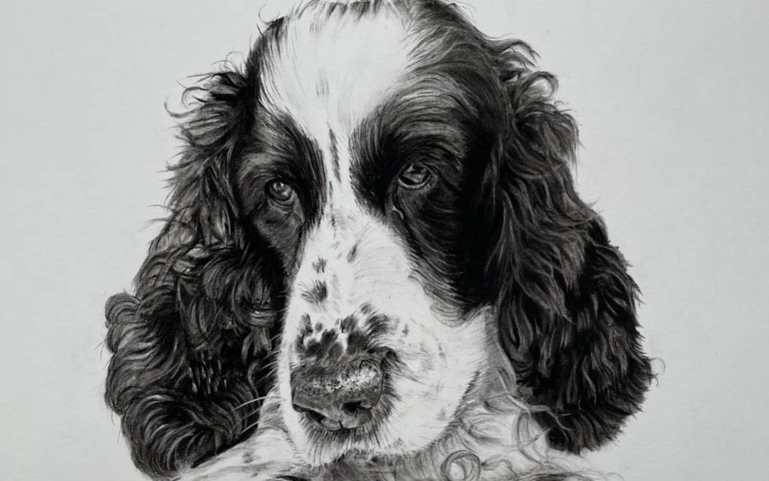 Portraits Hunde | 05